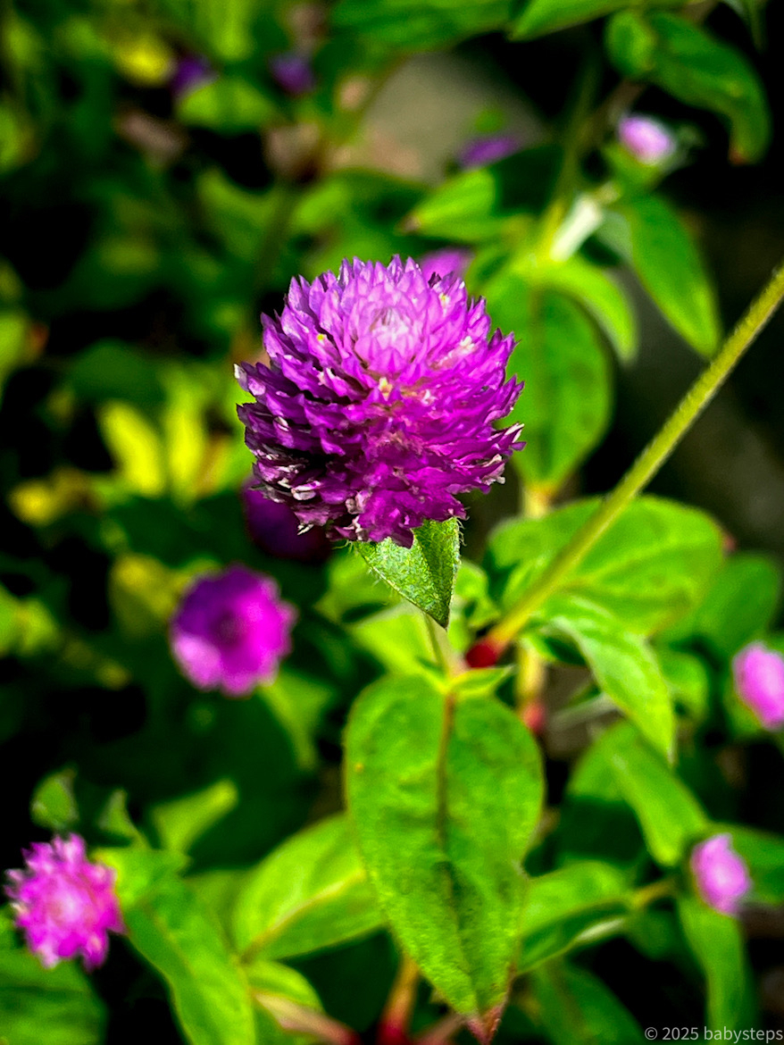 61dc60a830b54bdcb3489f89b2aaddaa 61dc60a830b54bdcb3489f89b2aaddaa