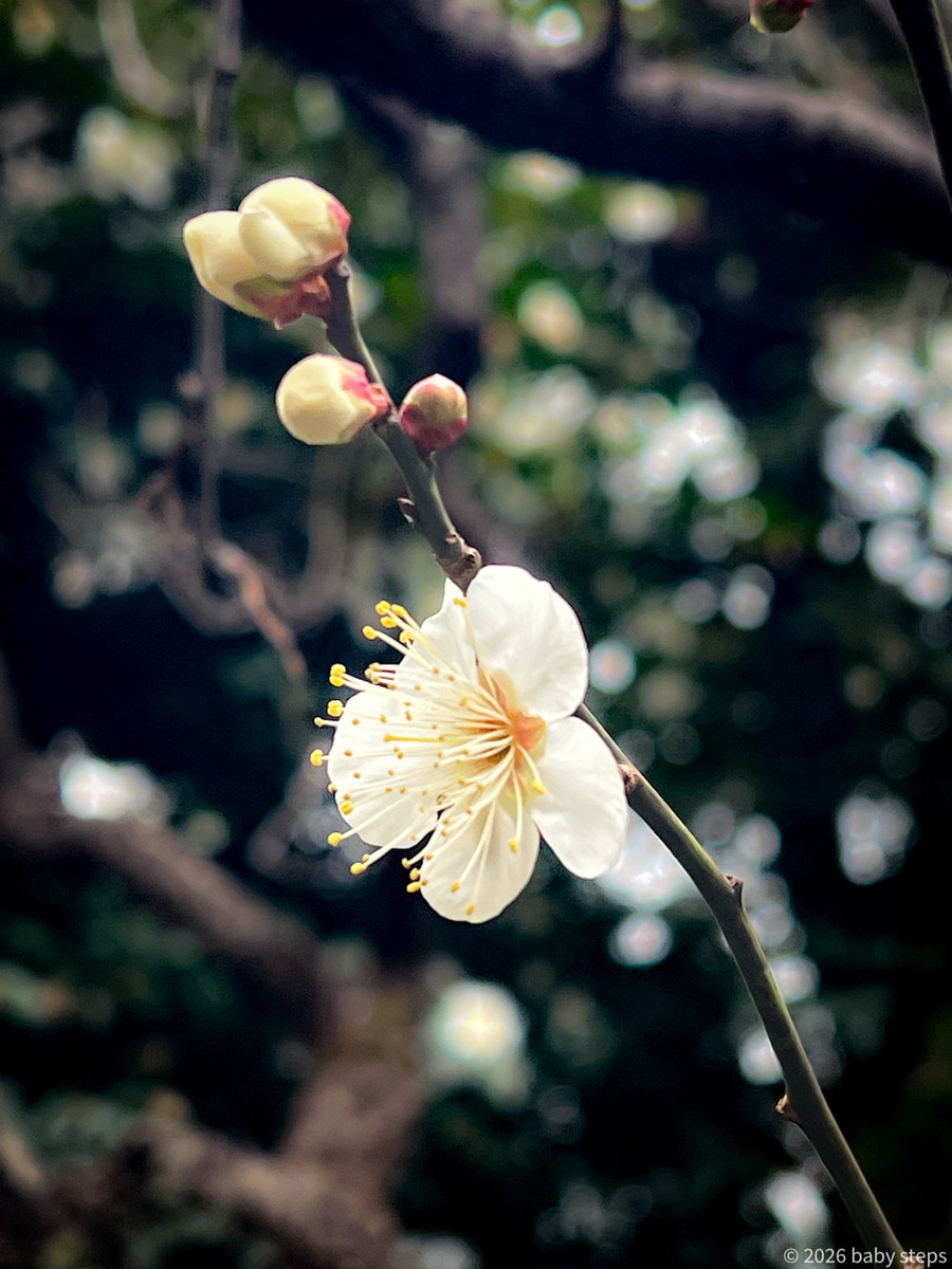 E505106086cc4864a0809c848dc4d9c4 E505106086cc4864a0809c848dc4d9c4